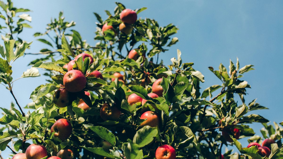 how long does it take for an apple tree to grow