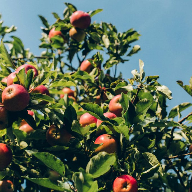 how long does it take for an apple tree to grow