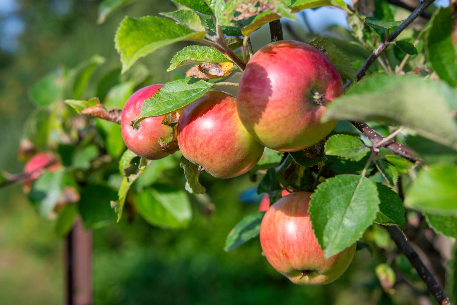 planting apple trees in clay soil