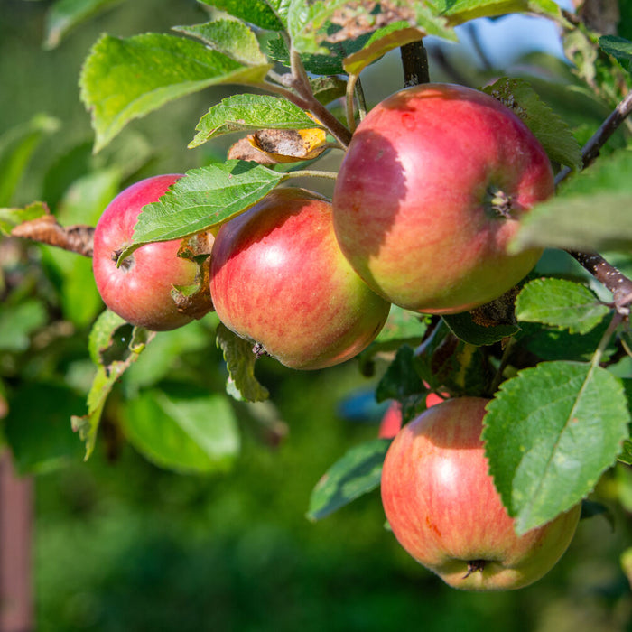 planting apple trees in clay soil