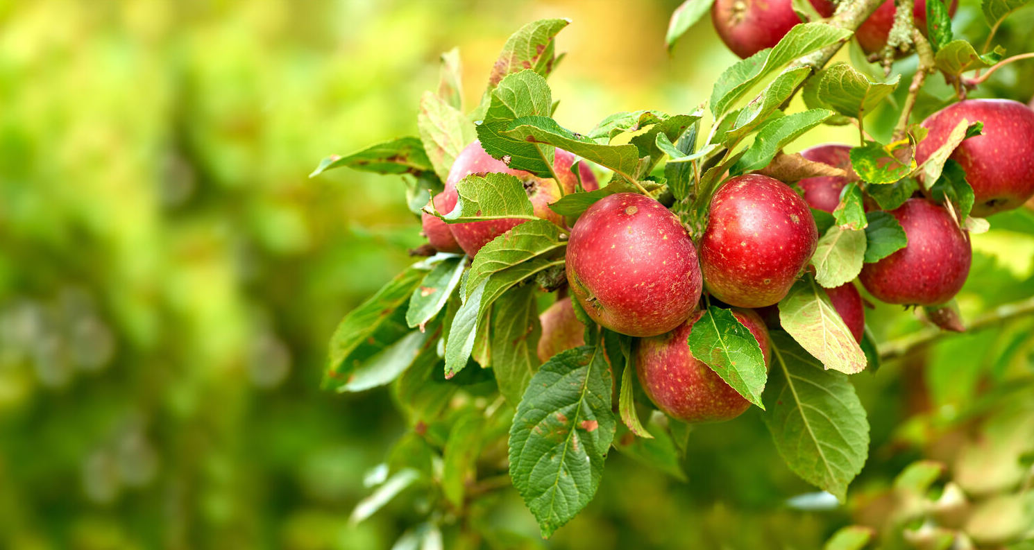 apple tree spray schedule