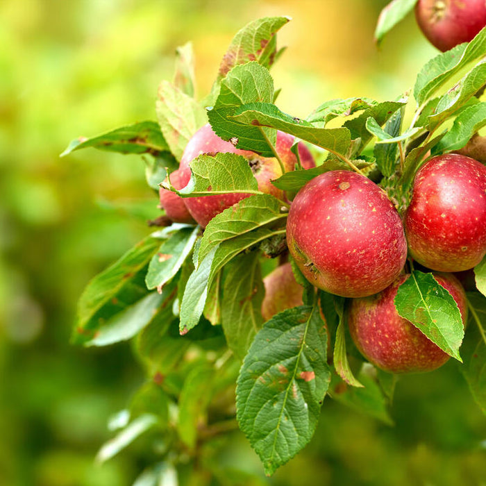 apple tree spray schedule