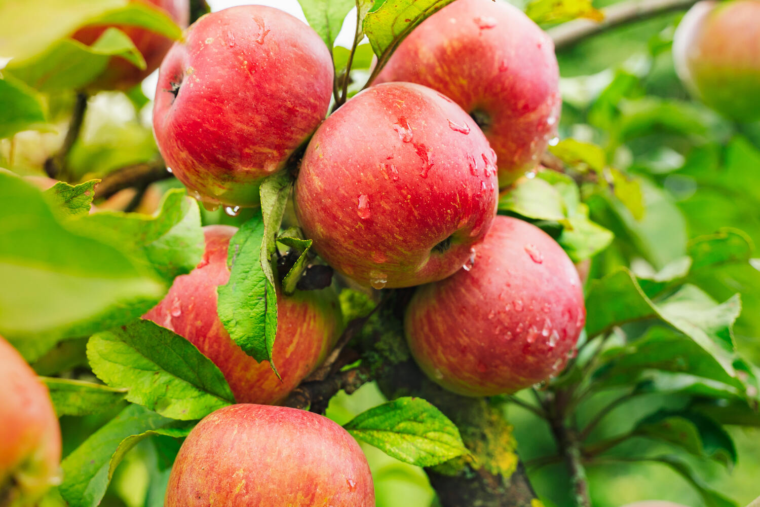 how big do apple trees get