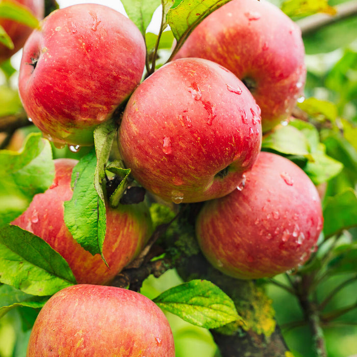 how big do apple trees get