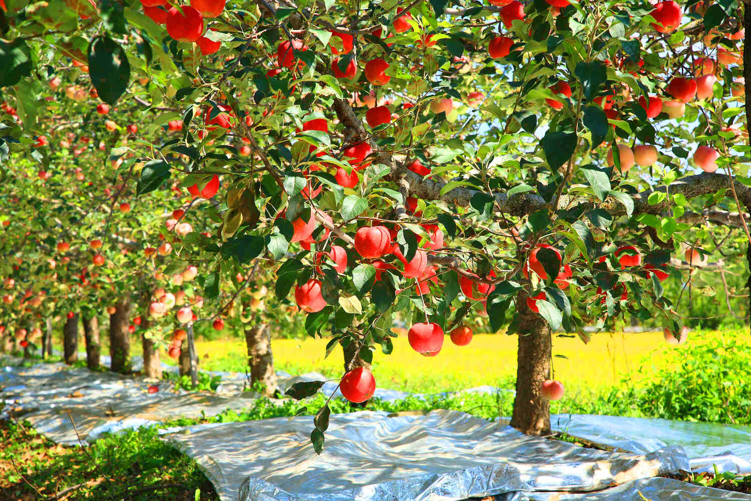 how to make apple trees grow faster