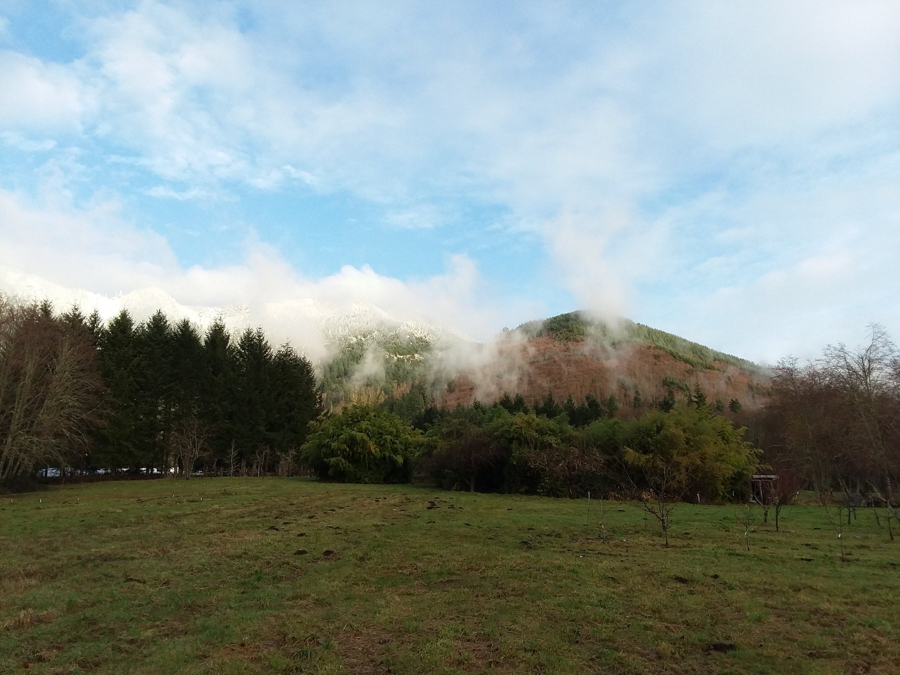 Mulching Fruit Trees
