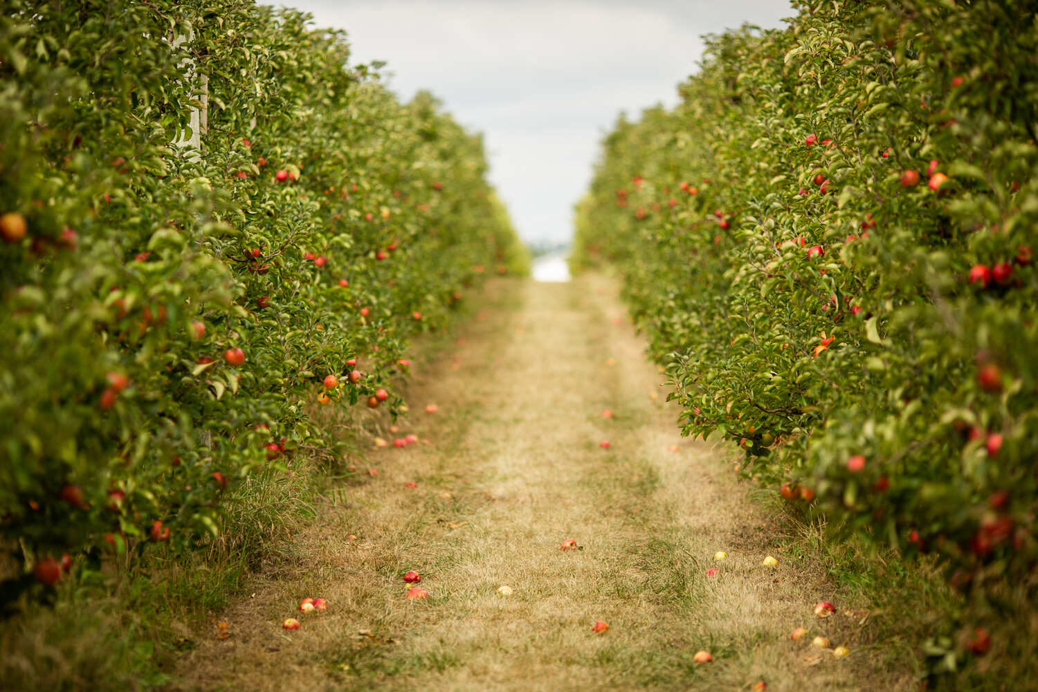 how many apple trees per acre