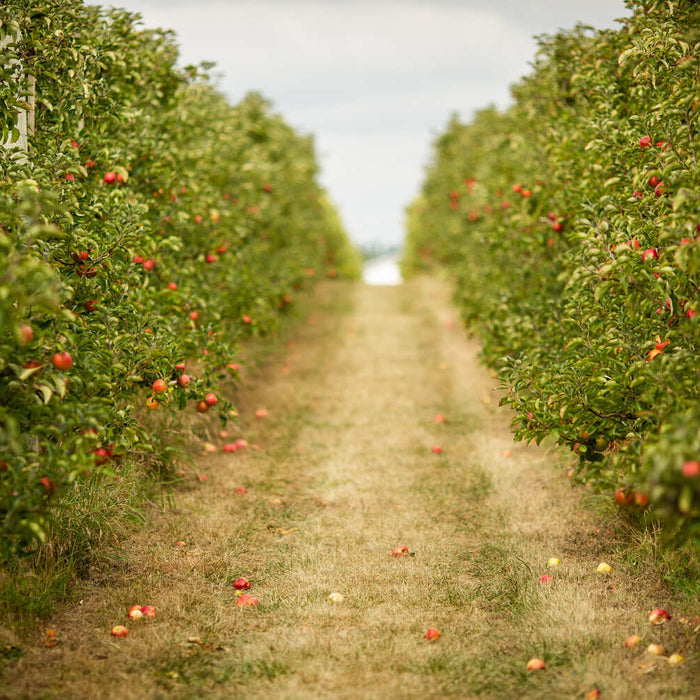 how many apple trees per acre