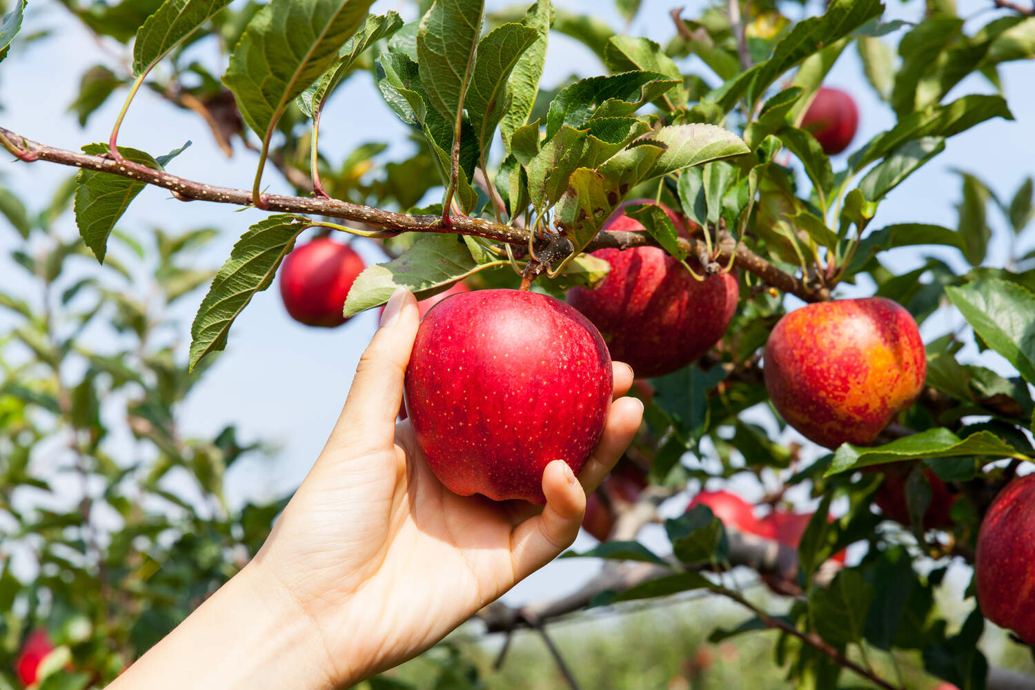 what kind of apple tree do I have