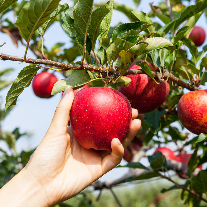 apple tree pests