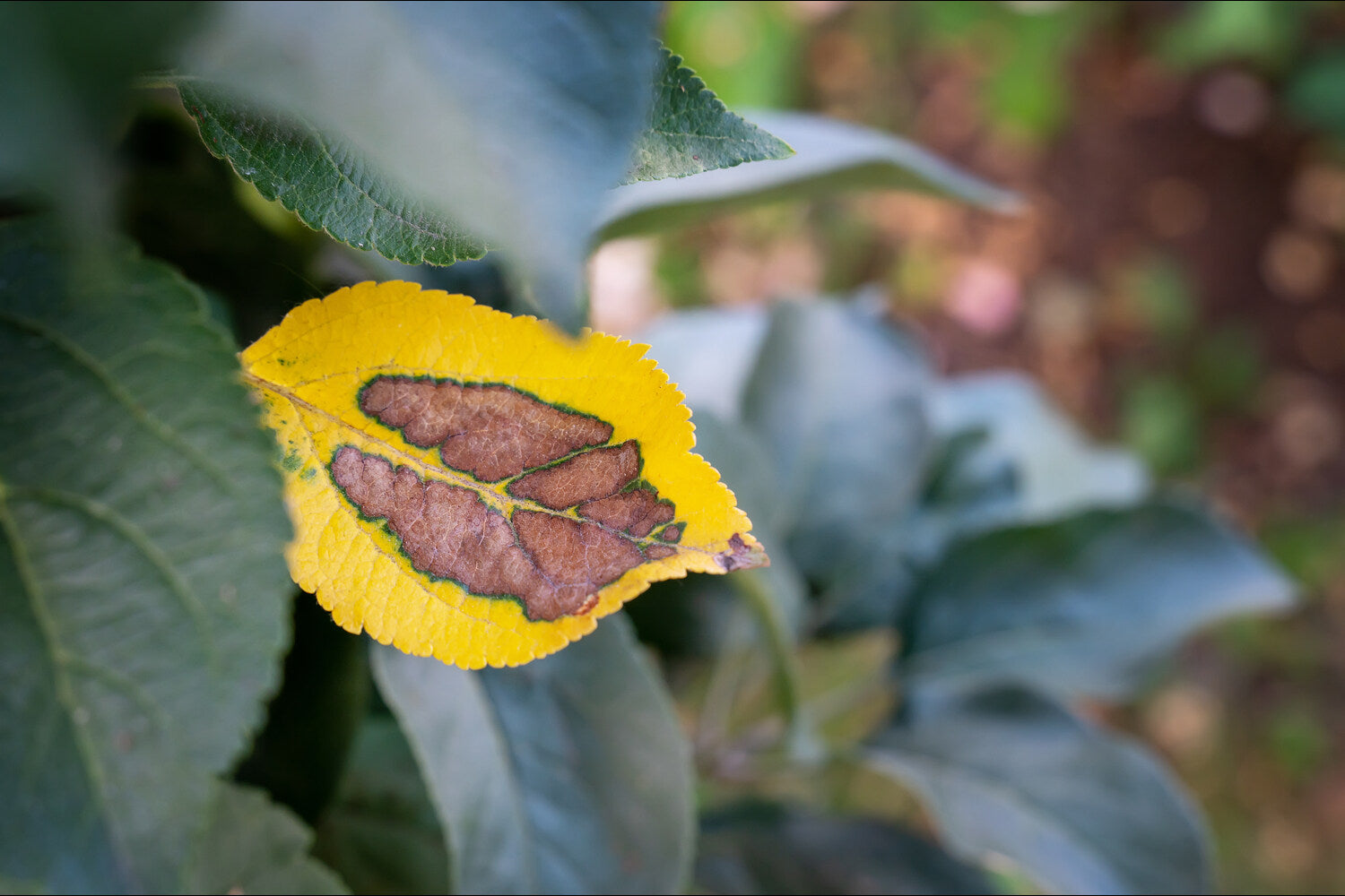 apple tree leaves turning yellow