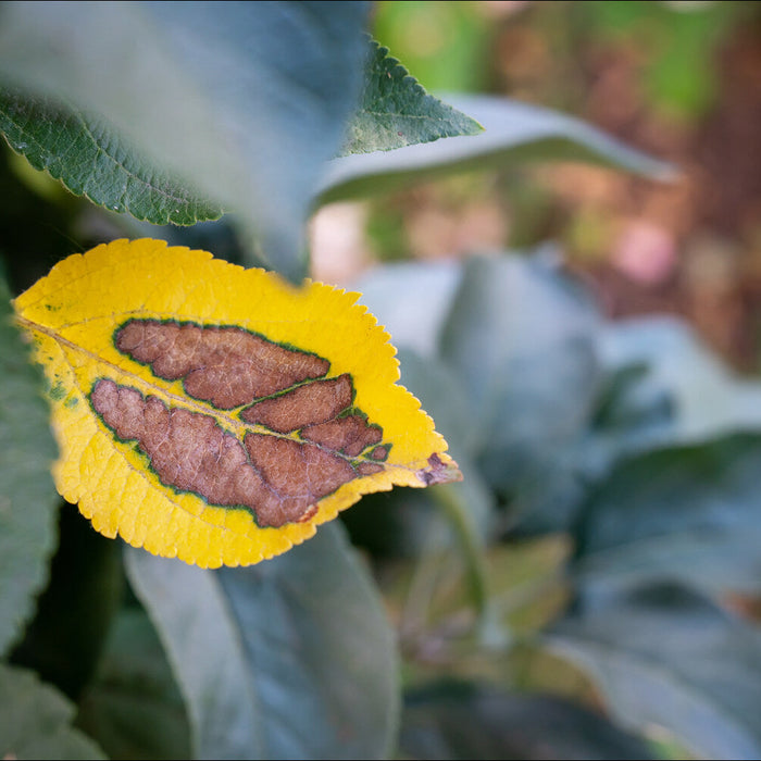 apple tree leaves turning yellow