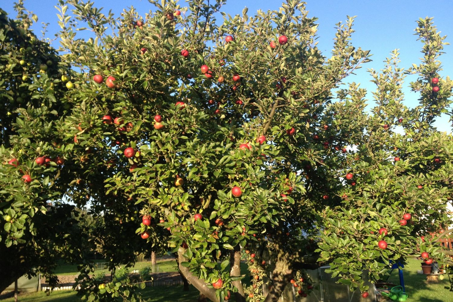 when to spray apple trees