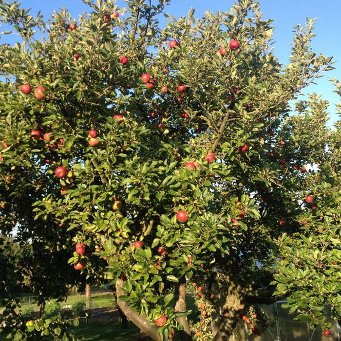 when to spray apple trees