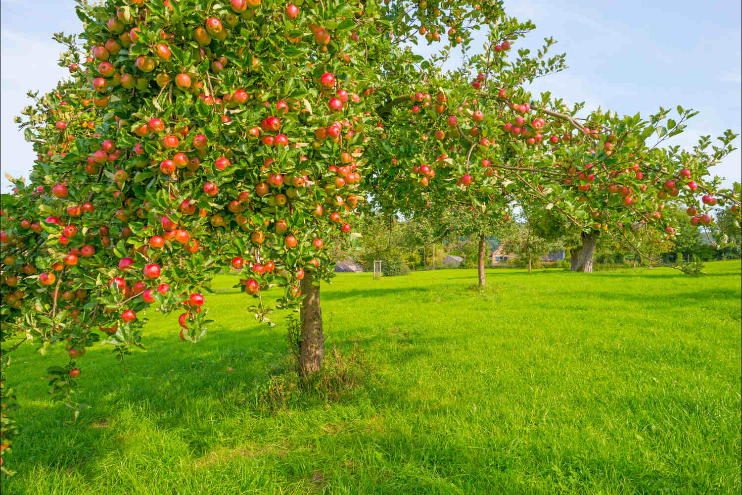 how tall do apple trees grow