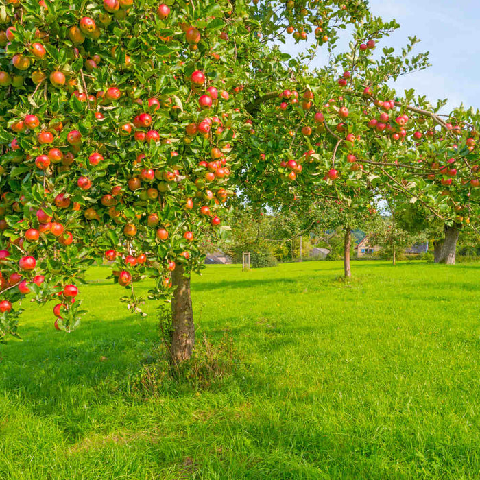 how tall do apple trees grow