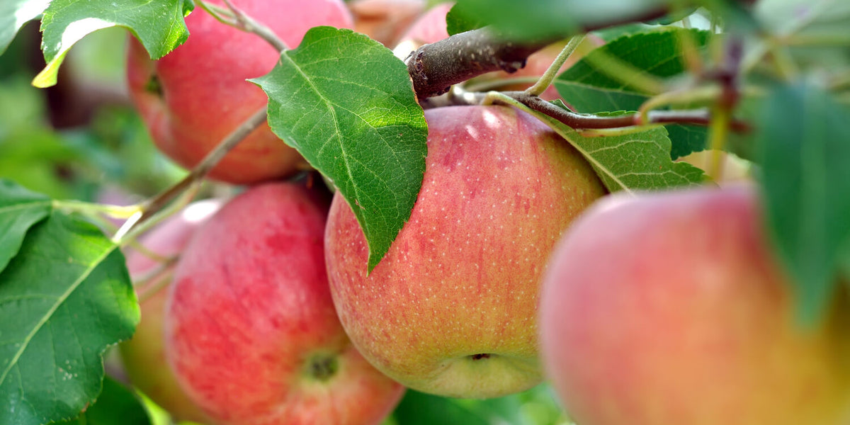 Apple Tree Growth Rate How Fast & Tall They Grow