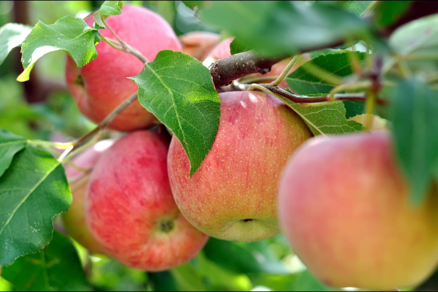 apple tree growth rate