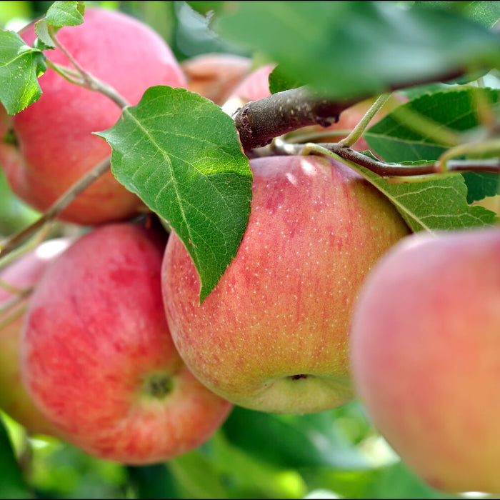 apple tree growth rate