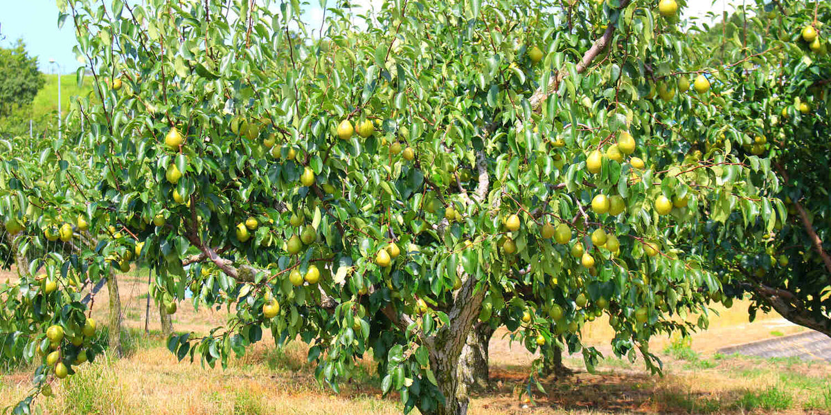 can you plant pear and apple trees together