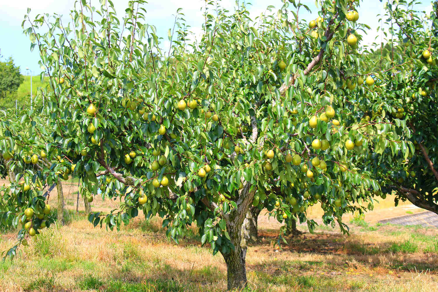 can you plant pear and apple trees together