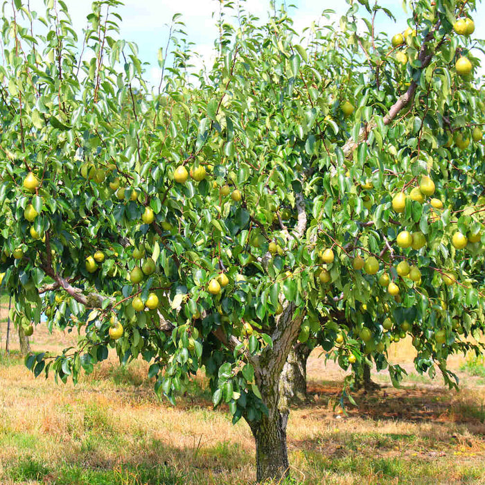 can you plant pear and apple trees together