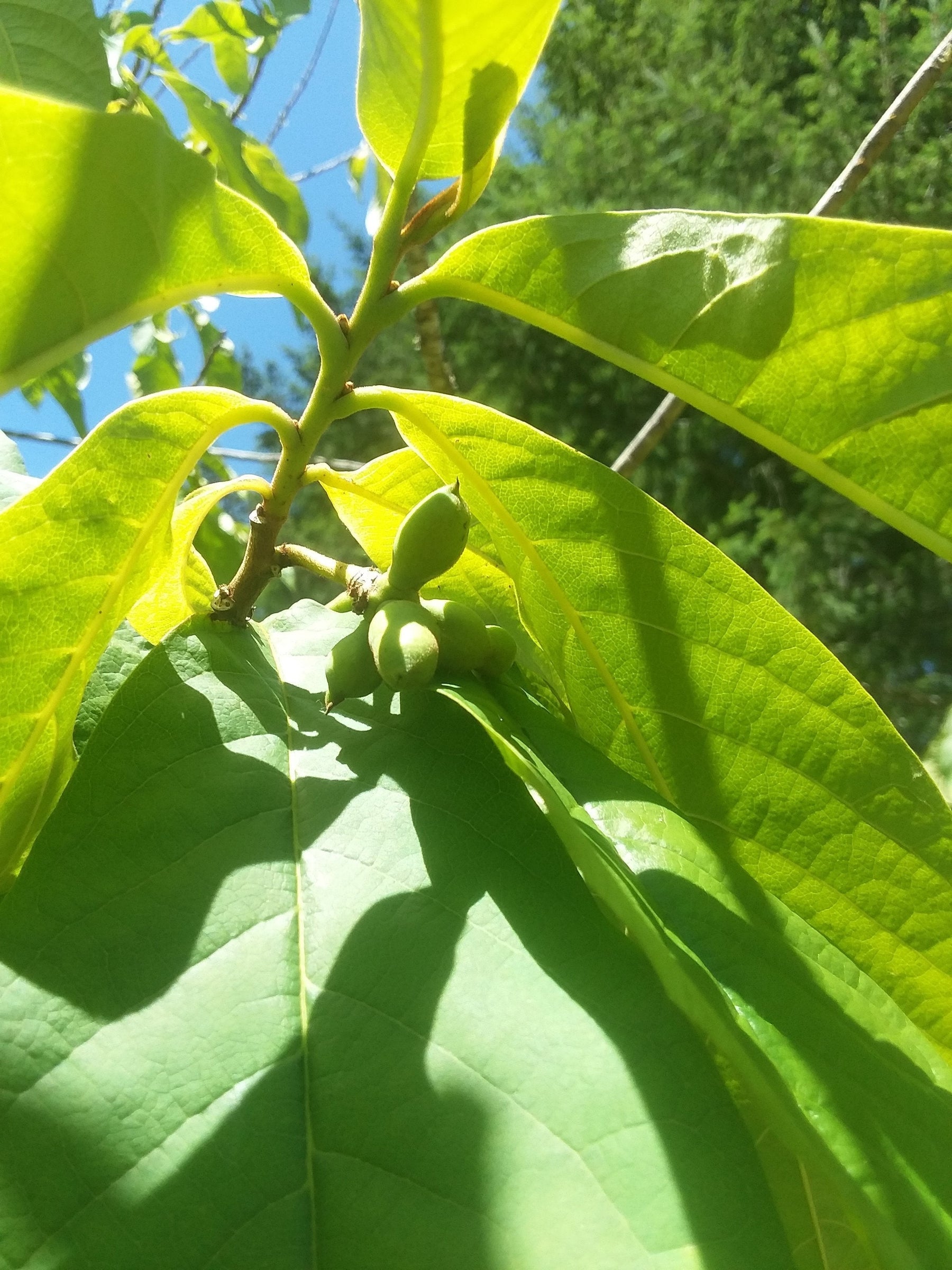 Considering Pawpaw Biology to Inform How to Grow Them