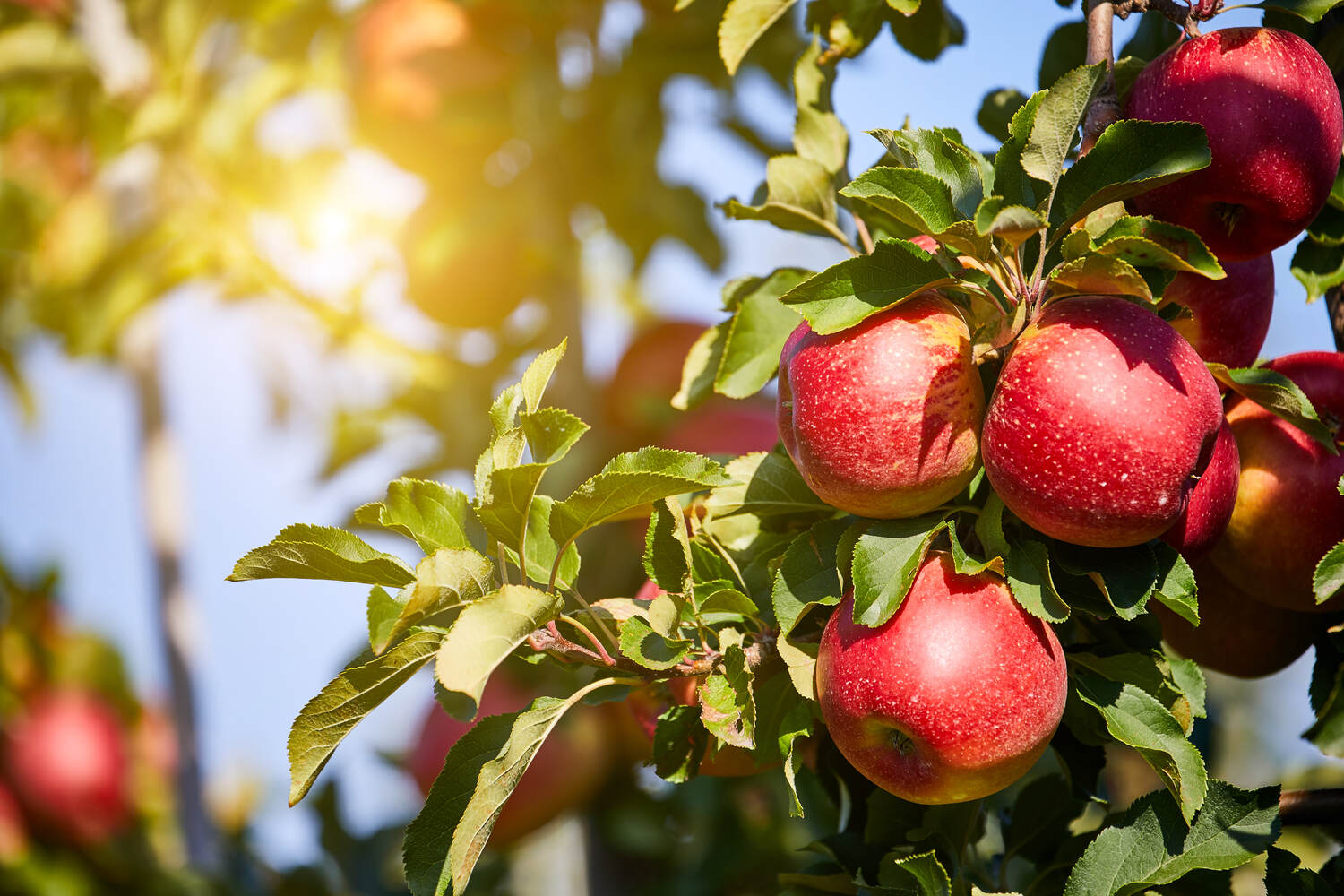 do apple trees need full sun