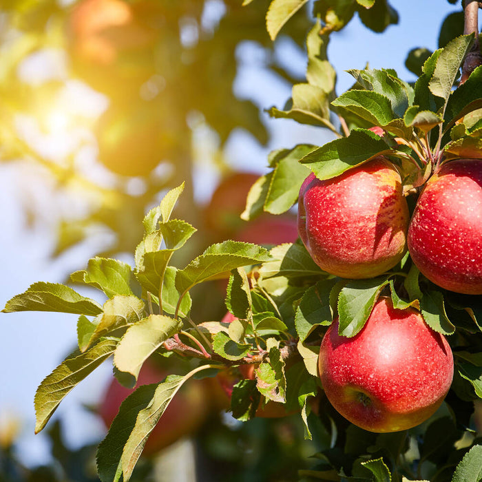 do apple trees need full sun