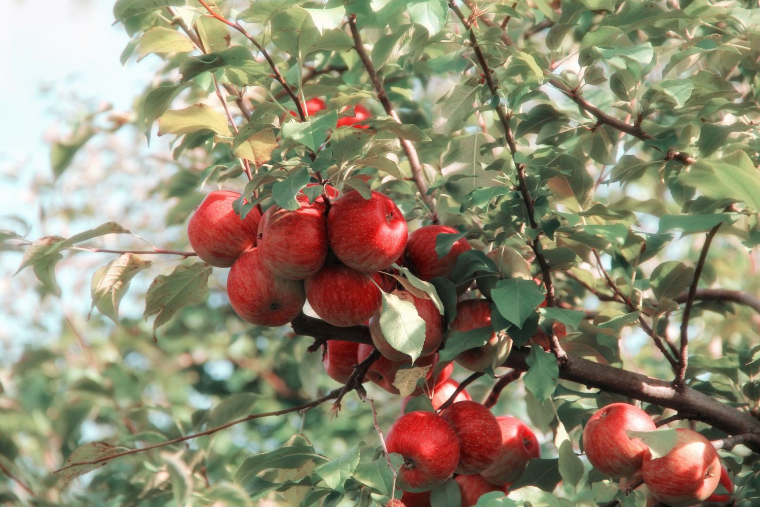 apple tree life cycle