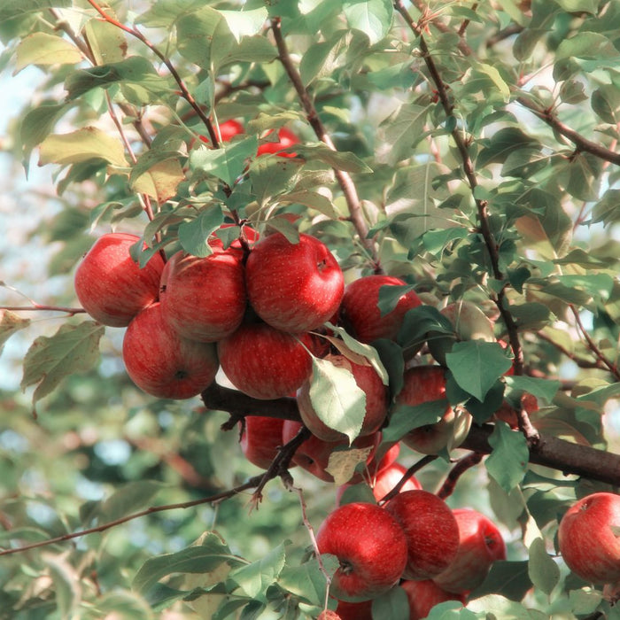 apple tree life cycle