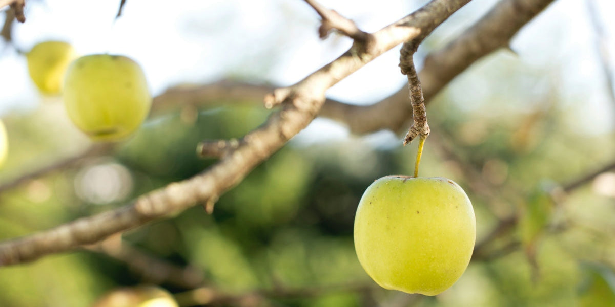 Pruning Apple Trees: Master Techniques For Home Gardeners