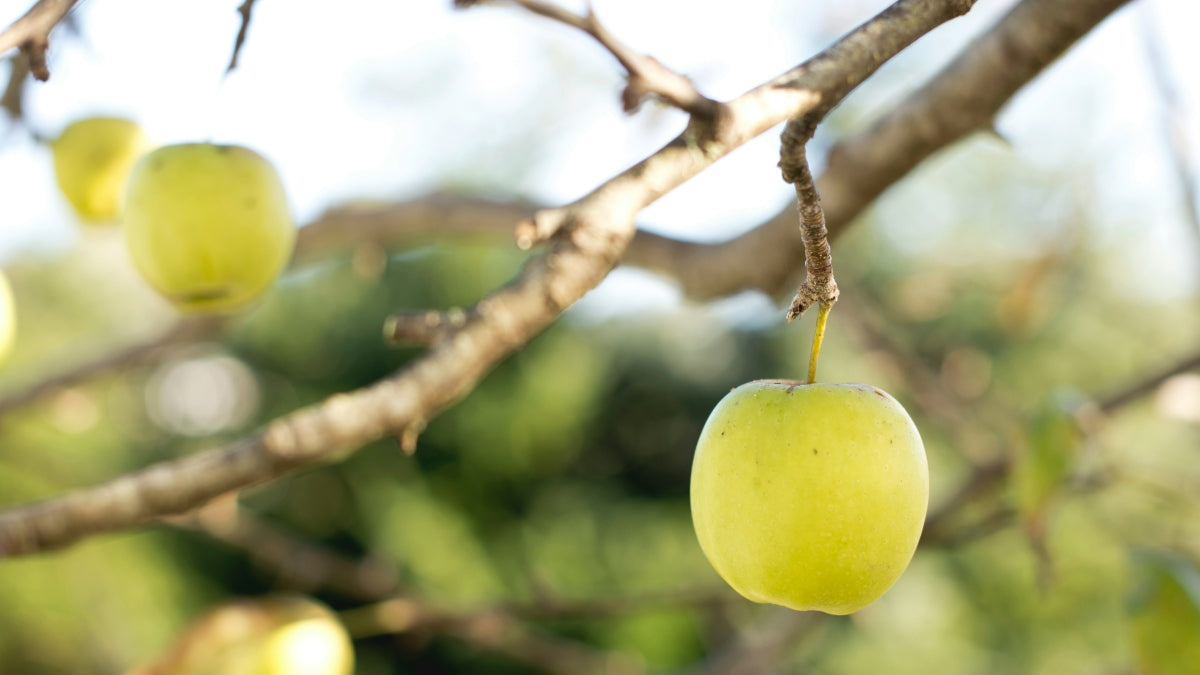 pruning apple trees