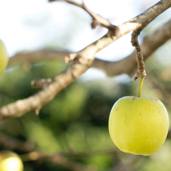 pruning apple trees