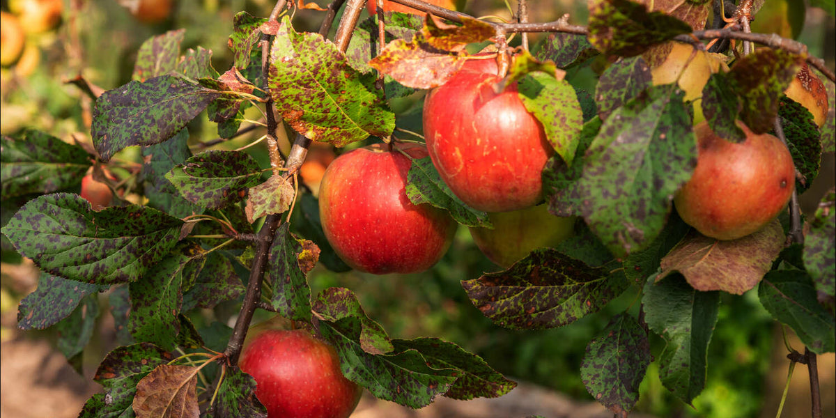Apple Tree Rust Treatment: Effective Solutions Explained - Raintree Nursery