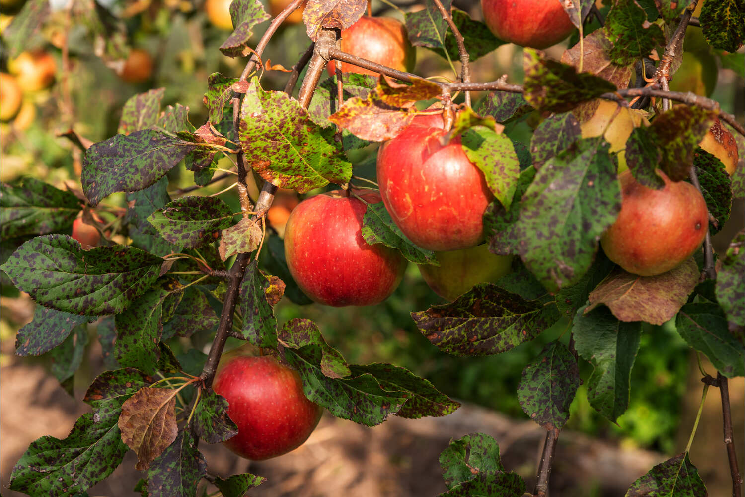 Apple Tree Rust Treatment: Effective Solutions Explained — Raintree Nursery