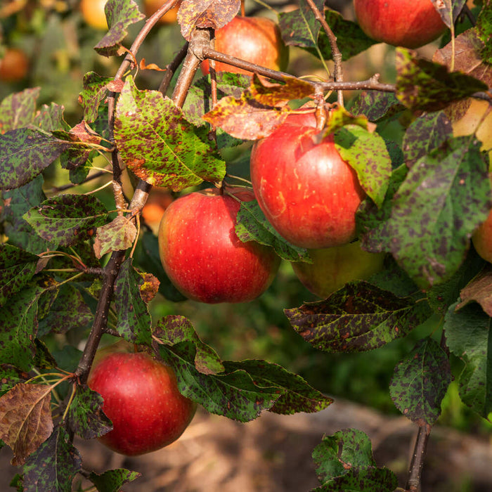 apple tree rust treatment