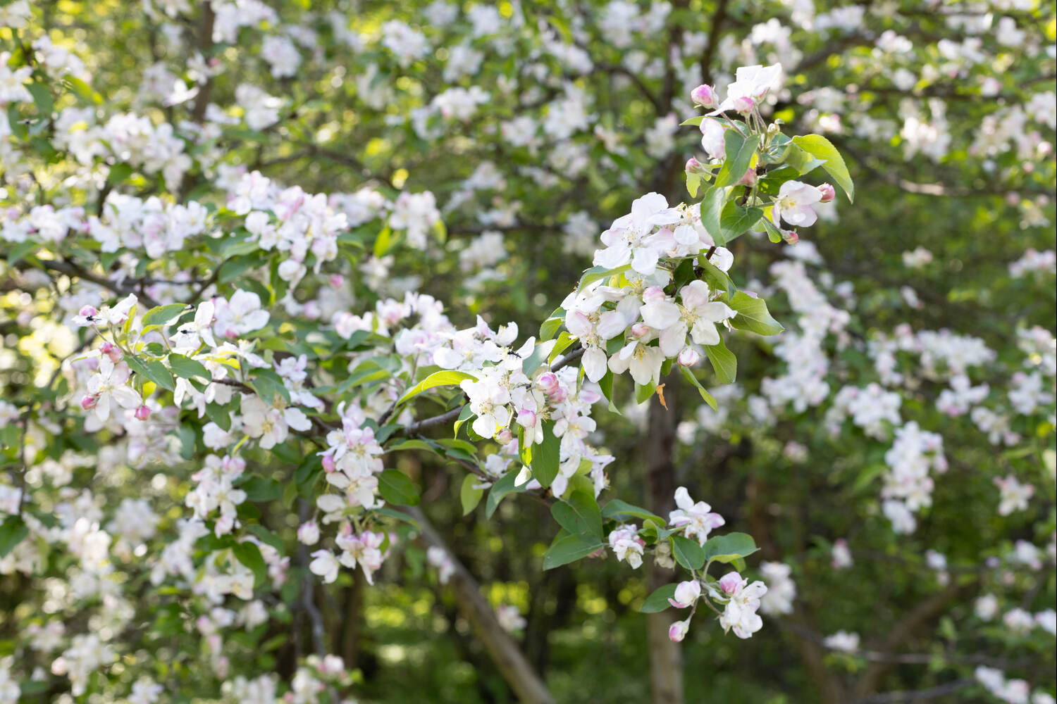 how close do apple trees need to be to pollinate