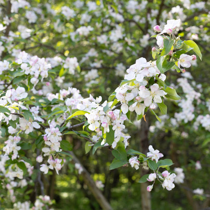 how close do apple trees need to be to pollinate