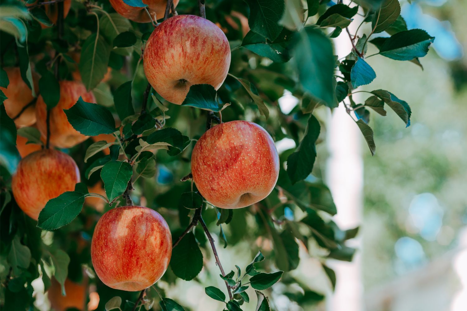 how much water do apple trees need