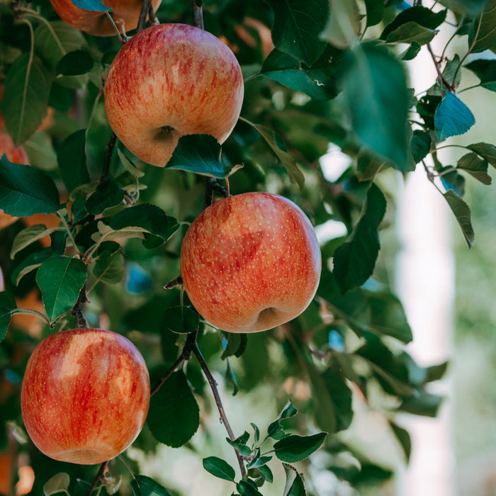 how much water do apple trees need