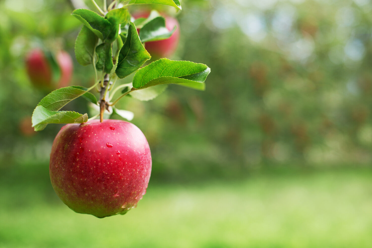 how to propagate apple trees