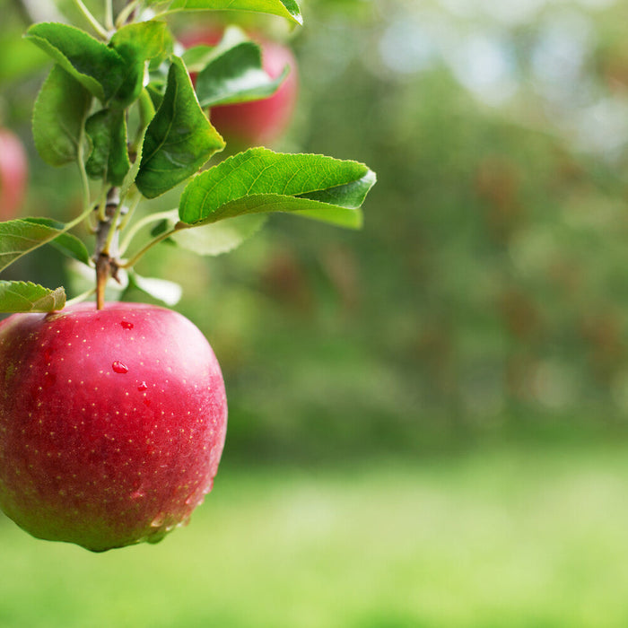 how to propagate apple trees