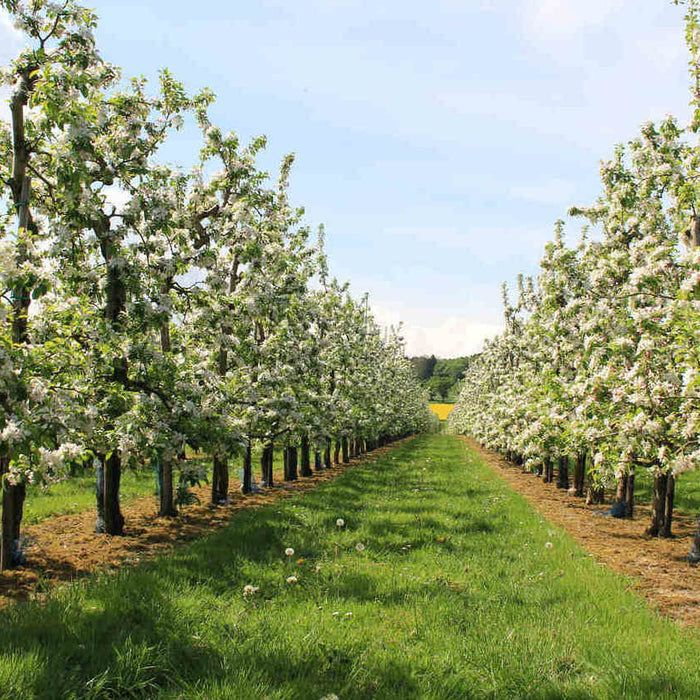 best mulch for apple trees