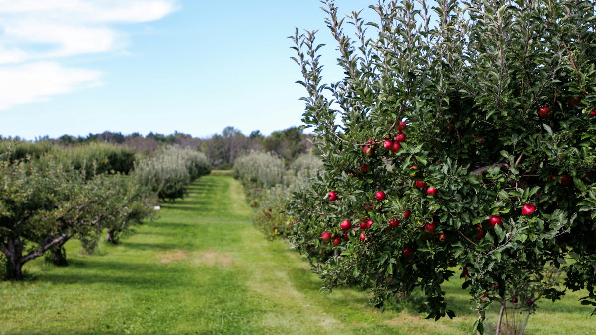 how far apart to plant apple trees