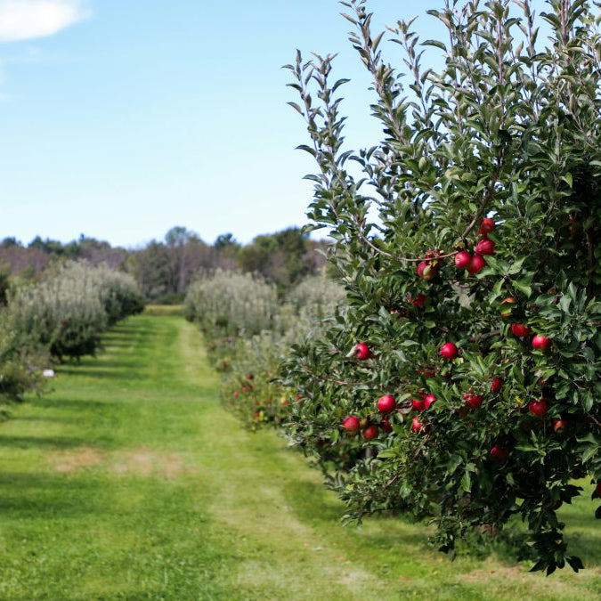 how far apart to plant apple trees