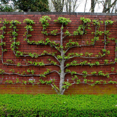 Espalier and Other Intensive Pruning and Training
