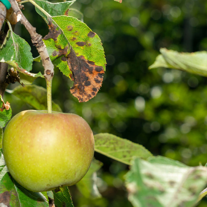 orange spots on apple tree leaves