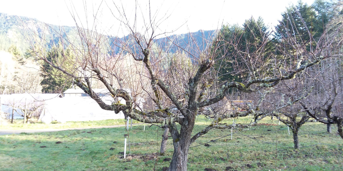 Pruning, Staking, Shaping & Training Fig Trees for Size Control