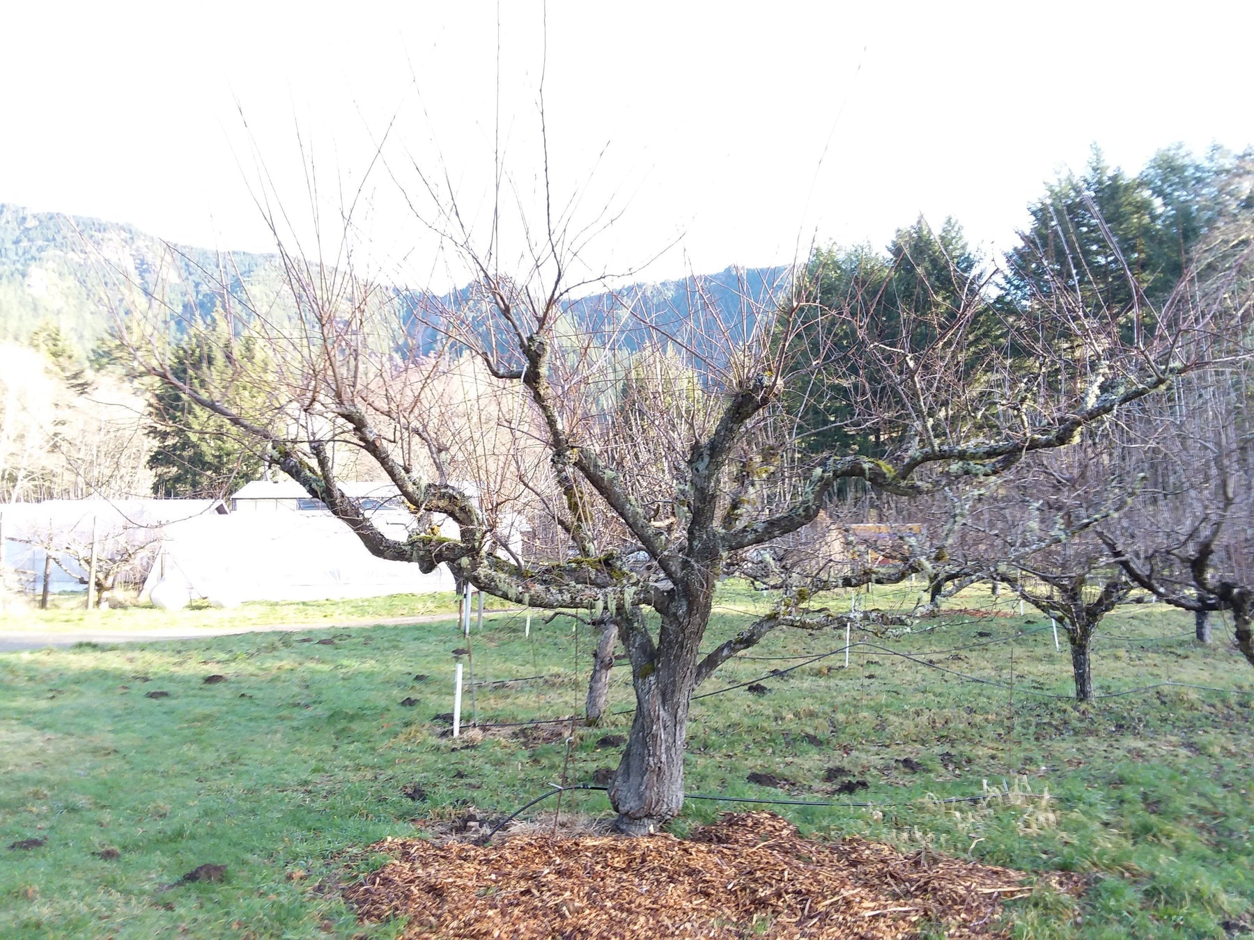 Two Tried and True Pruning Strategies for Fruit Trees